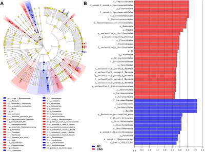 Effect of Electroacupuncture at <mark class="highlighted">Zusanli</mark> (ST36) on Intestinal Microbiota in Rats With Chronic Atrophic Gastritis